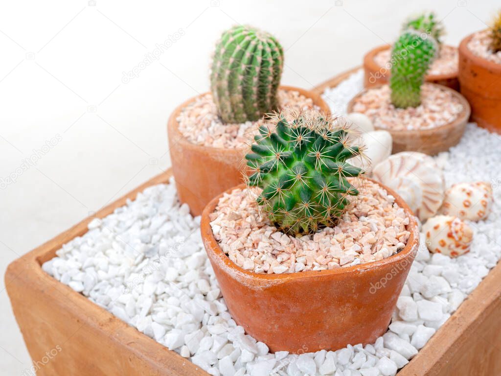 Various beautiful green fresh cactus plant in terracotta pots.