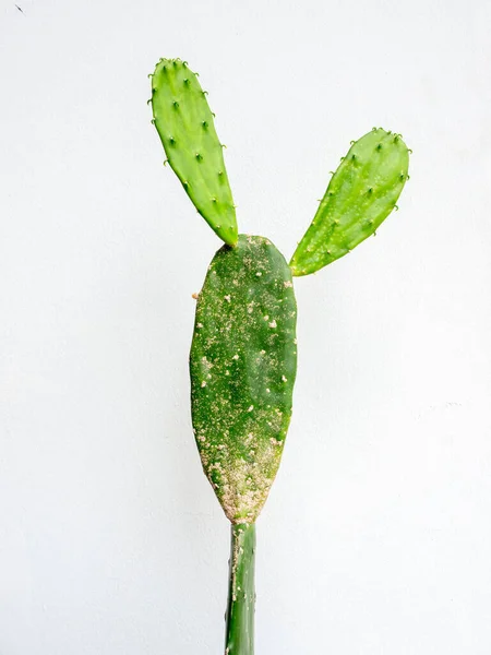 Cactus Fresco Verde Isolato Sfondo Bianco Della Parete Stile Verticale — Foto Stock