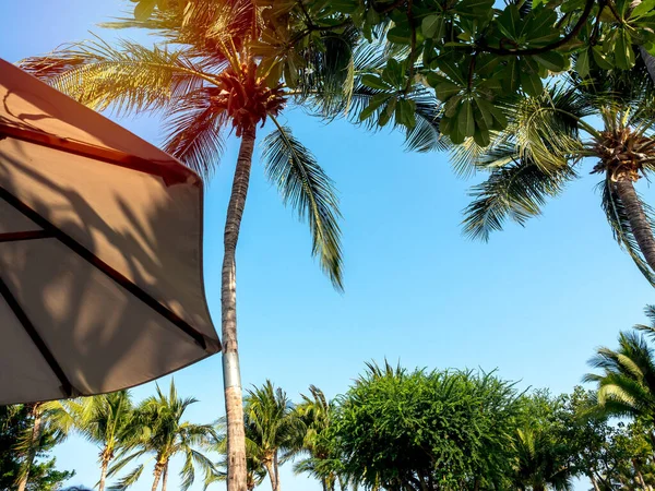 Palma Kokosowa Parasol Plażowy Tle Błękitnego Nieba Okresie Letnim — Zdjęcie stockowe