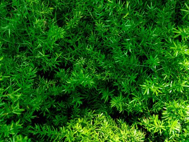 Yeşil yapraklar arka plan. Güzel tropikal bitki dokusu.