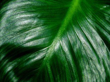 Yeşil yaprak soyut arka plan. Güzel tropikal bitki dokusu.