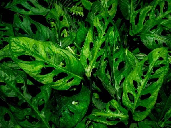 Hijau Daun Latar Belakang Tekstur Tanaman Tropis Yang Indah — Stok Foto