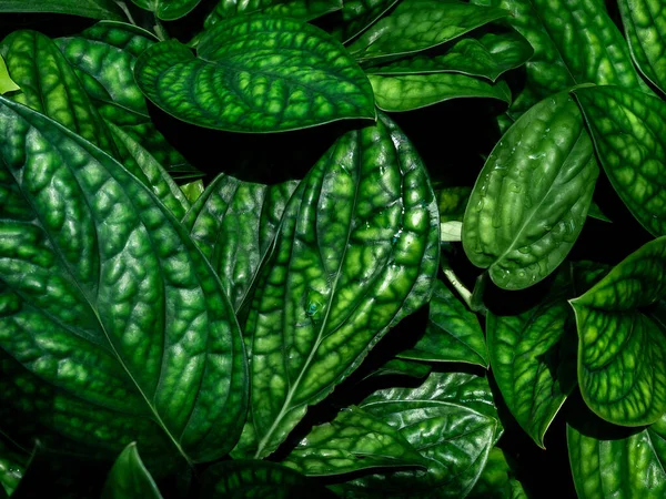 Groene Bladeren Achtergrond Mooie Tropische Planten Textuur — Stockfoto