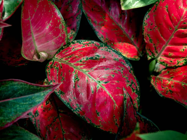 Rode Bladeren Achtergrond Mooie Tropische Planten Textuur — Stockfoto