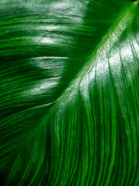 Zelený List Abstraktní Pozadí Krásná Textura Tropických Rostlin Vertikální Styl — Stock fotografie