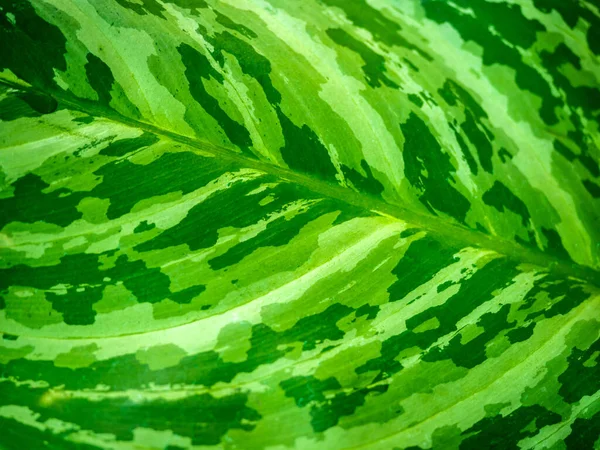Groene Blad Abstracte Achtergrond Prachtige Tropische Plant Textuur — Stockfoto