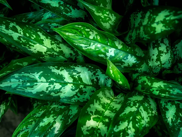 Zelená Zanechává Pozadí Krásná Textura Tropických Rostlin — Stock fotografie