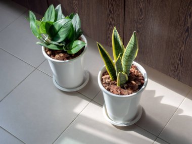 Yeşil yaprak, hava temizleyici bitkiler beyaz plastik kaplar fayanslar zemin üzerinde güneş ışığı, üst manzara.