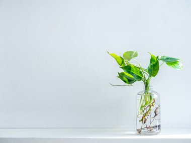 Beyaz raftaki şeffaf plastik şişede suyla birlikte yeşil yapraklar kopya alanı olan beyaz duvar zemininde izole edilmiş..