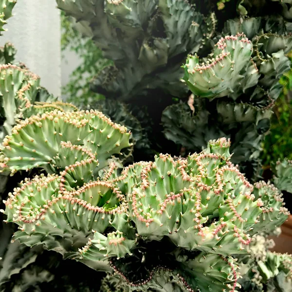 Cactus Fresco Verde Fondo Suculento —  Fotos de Stock