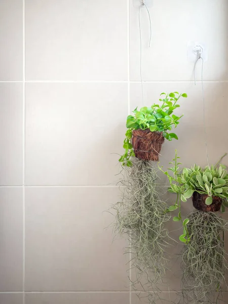 Green leaves, ornamental hanging plant, Dischidia tree in dry coconut husk hanging on the wall in bathroom with copy space, vertical style.