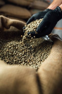 Çiğ kahve çekirdekleri bir poşetin içinden dökülüyor.