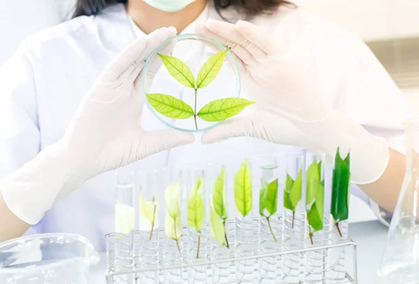 Yeşil bitkisel ilaç araştırma keşif aşı bilim Laboratuvarı