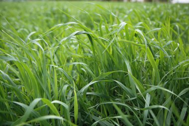 yeşil çimen arkaplanı kapat