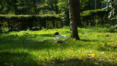 Ormanda köpek