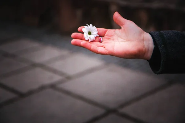 Heřmánek Ruce Volné Místo Květiny Ruce — Stock fotografie