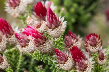 Cape fynbos çiçekleri kapatın. Cape kasaba iyi bush İngiltere çiçek