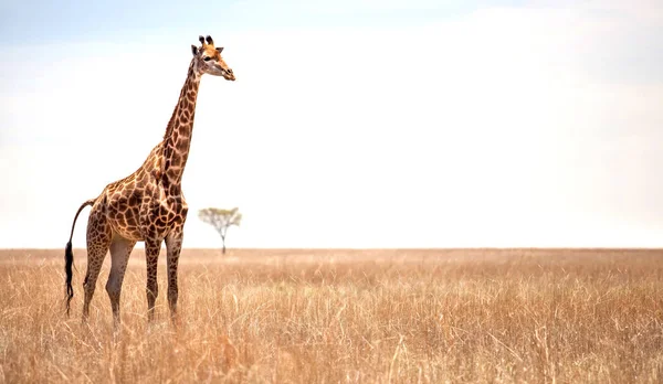 Zürafa Arka Planda Bir Akasya Ağacının Afrika Yatay — Stok fotoğraf