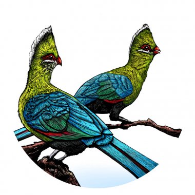Kuşlar Illustration. Knysna Turaco illüstrasyon. 