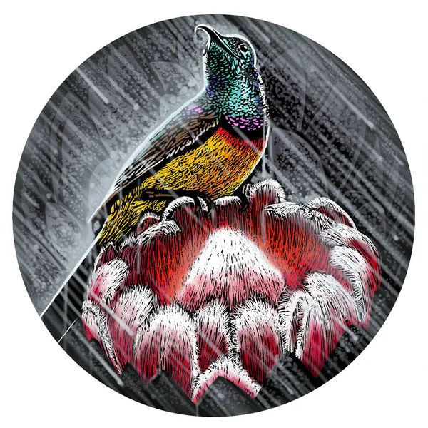 Madár Illusztráció Illusztráció Sunbird Virág Esőben — Stock Fotó