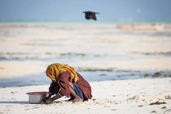 Hombre Reuniendo Moluscos Playa Stone Town Isla Zanzíbar Tanzania Cuervo — Foto de Stock