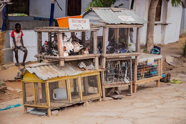 Patos y pollos vivos en venta — Foto de Stock