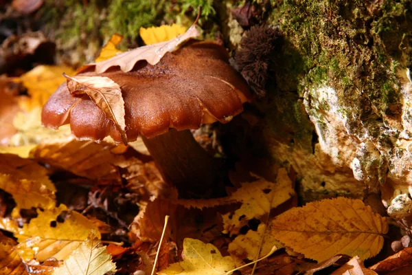 Détail champignon — Photo