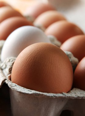 tavuk yumurta