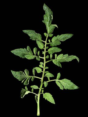 Büyük domates yaprak