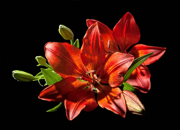 Lilly flower on black — Stock Photo, Image