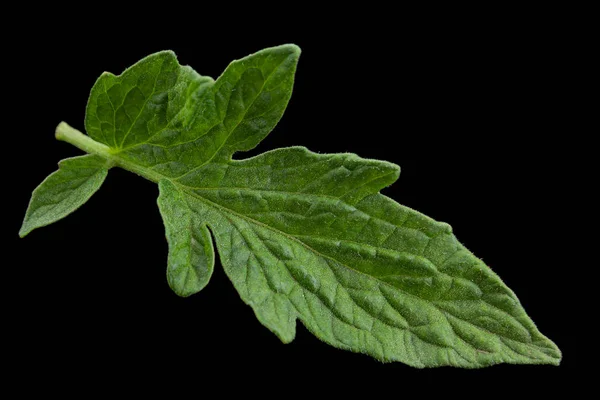 Primo piano foglia di pomodoro — Foto Stock