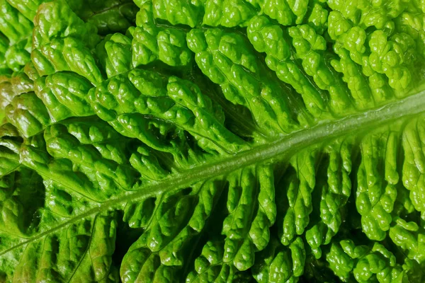 Curly lettuce salad leaf — Stock Photo, Image