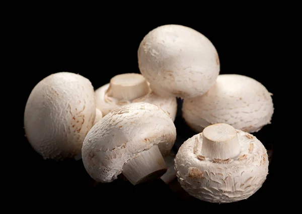 Cogumelo branco em preto — Fotografia de Stock
