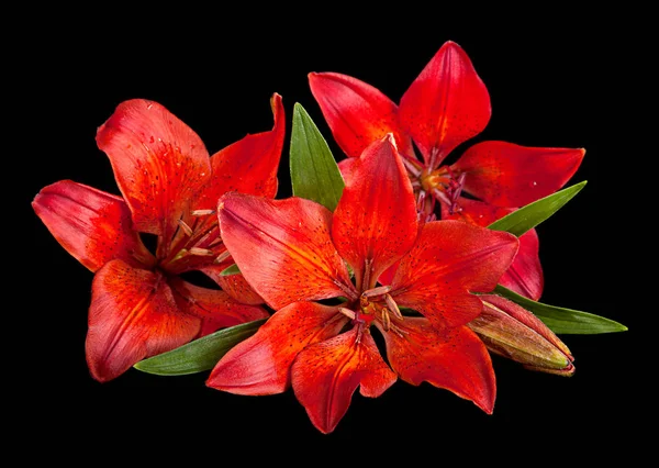 Red lilly flower — Stock Photo, Image