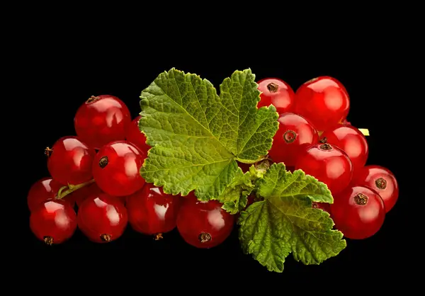 Merah currant di latar belakang hitam — Stok Foto