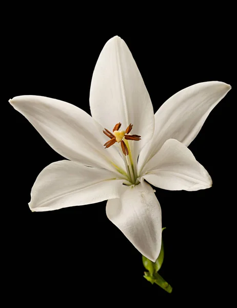 Flor de lírio branco em preto — Fotografia de Stock