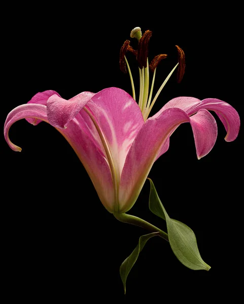 Pink lily flower head on black — Stock Photo, Image