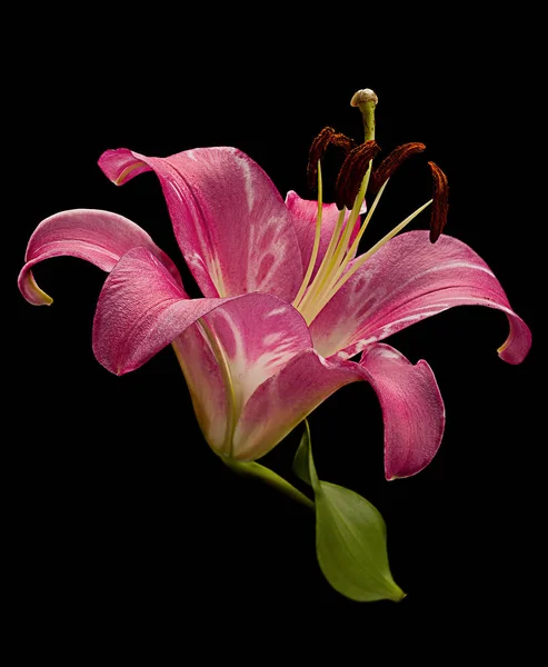 Pink lily flower head on black — Stock Photo, Image