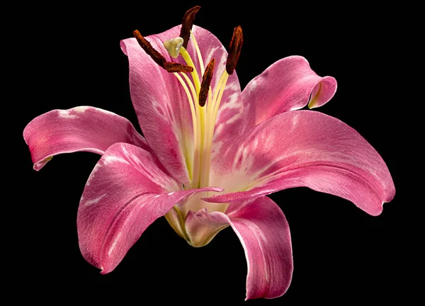 Pink lily flower on black — Stock Photo, Image
