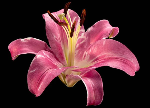 Flor de lírio rosa em preto — Fotografia de Stock