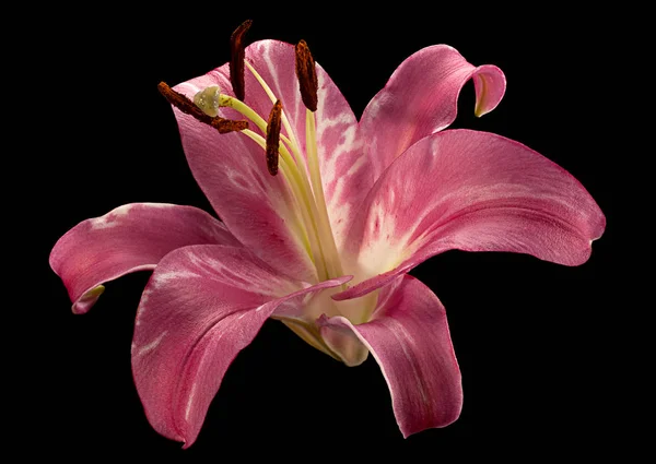 Flor de lírio rosa em preto — Fotografia de Stock