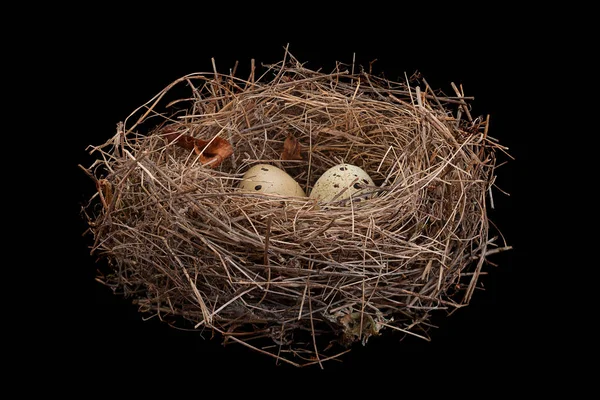 Madár fészek tojással — Stock Fotó