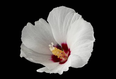 Hibiscus çiçek siyah