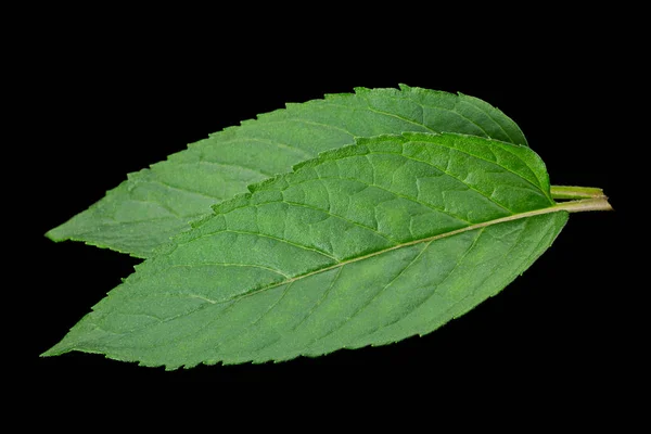 Peppermint leaf on black — Stock Photo, Image