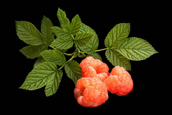 Roos Frambozen Fruit Met Blad Geïsoleerd Zwarte Achtergrond — Stockfoto
