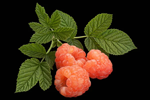 Roos Frambozen Fruit Met Blad Geïsoleerd Zwarte Achtergrond — Stockfoto