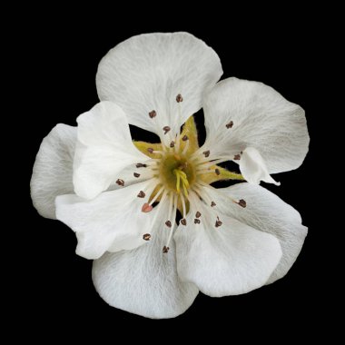 Armut çiçeği yakın plan siyah arkaplanda izole.