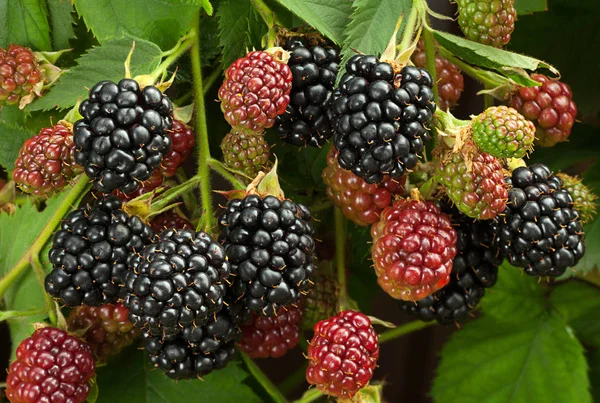 Blackberry Dojrzałe Owoce Ogrodzie — Zdjęcie stockowe
