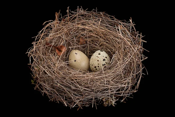 黒い背景に分離した卵と鳥の巣 — ストック写真
