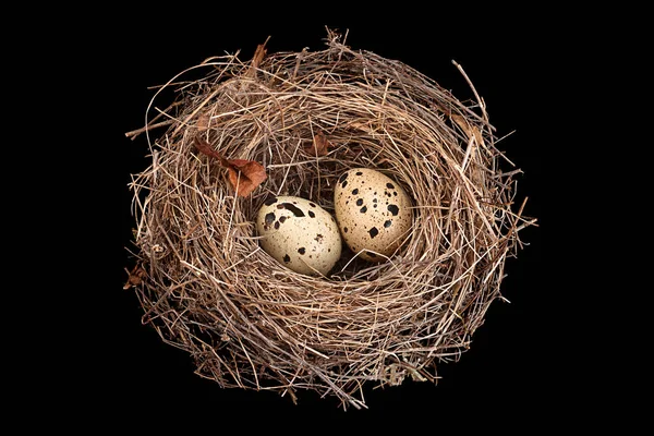 Ninho Pássaros Com Ovos Isolados Fundo Preto — Fotografia de Stock